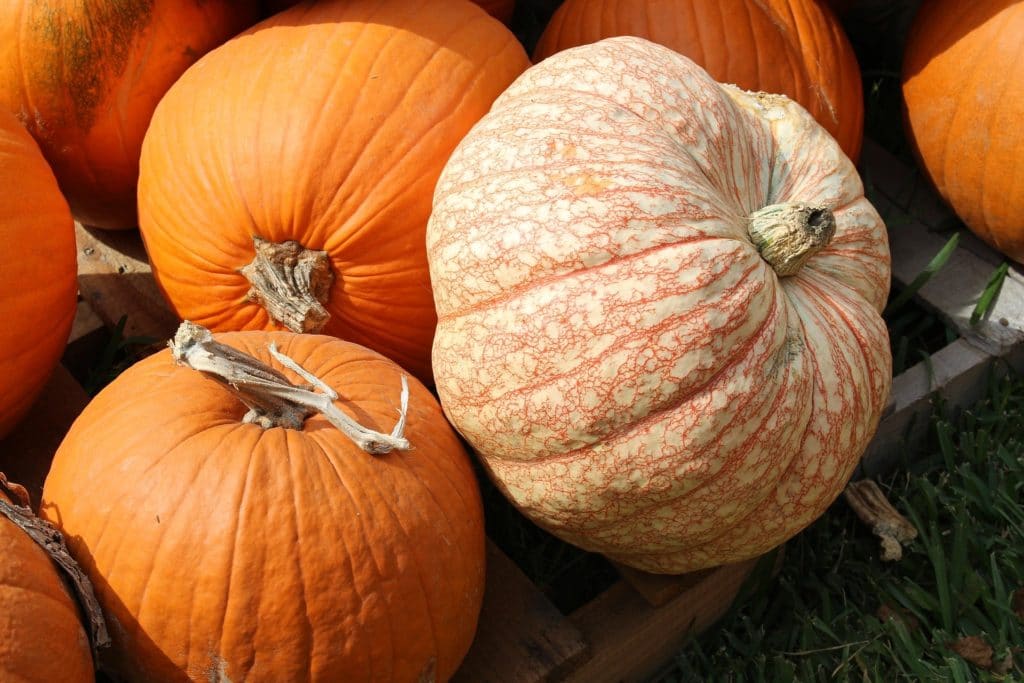 Calabazas de otoño