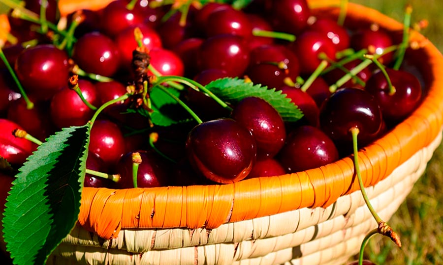 Tiempo de cerezas