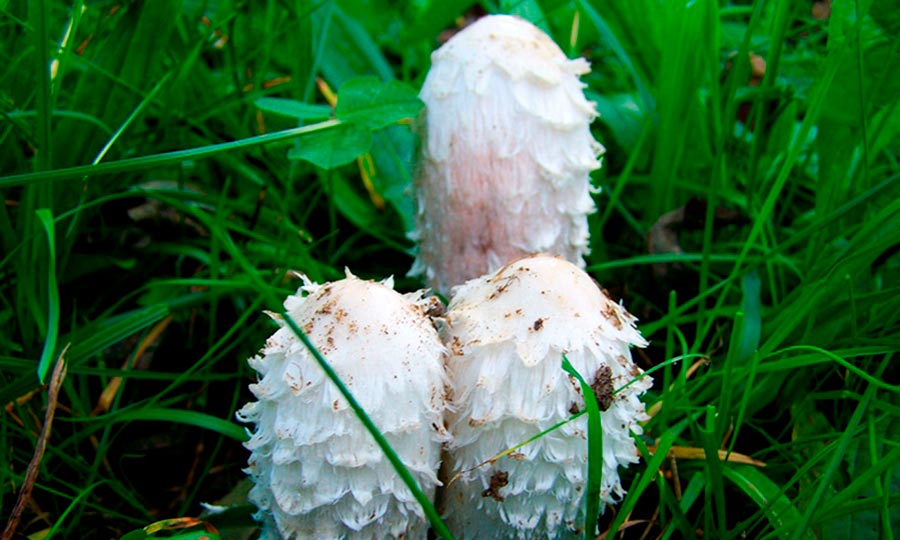 Coprinus comato