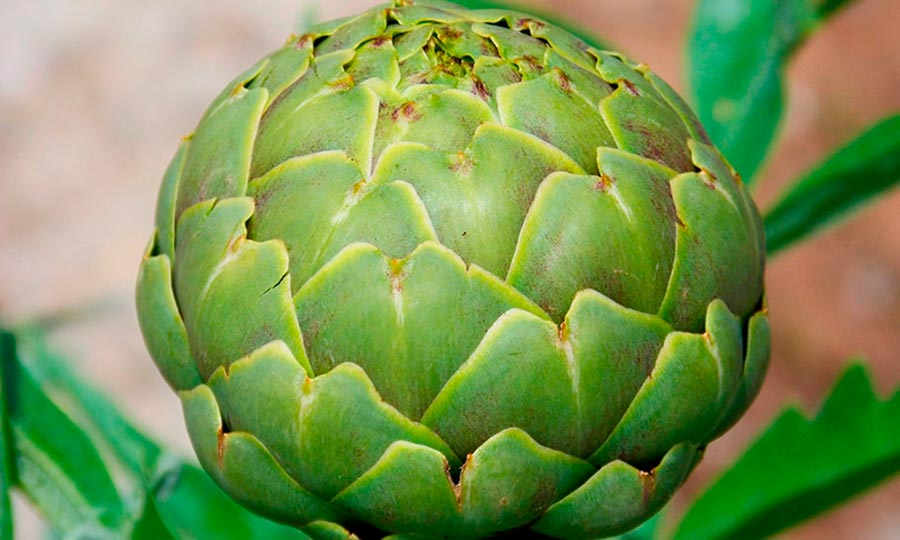Alcachofa