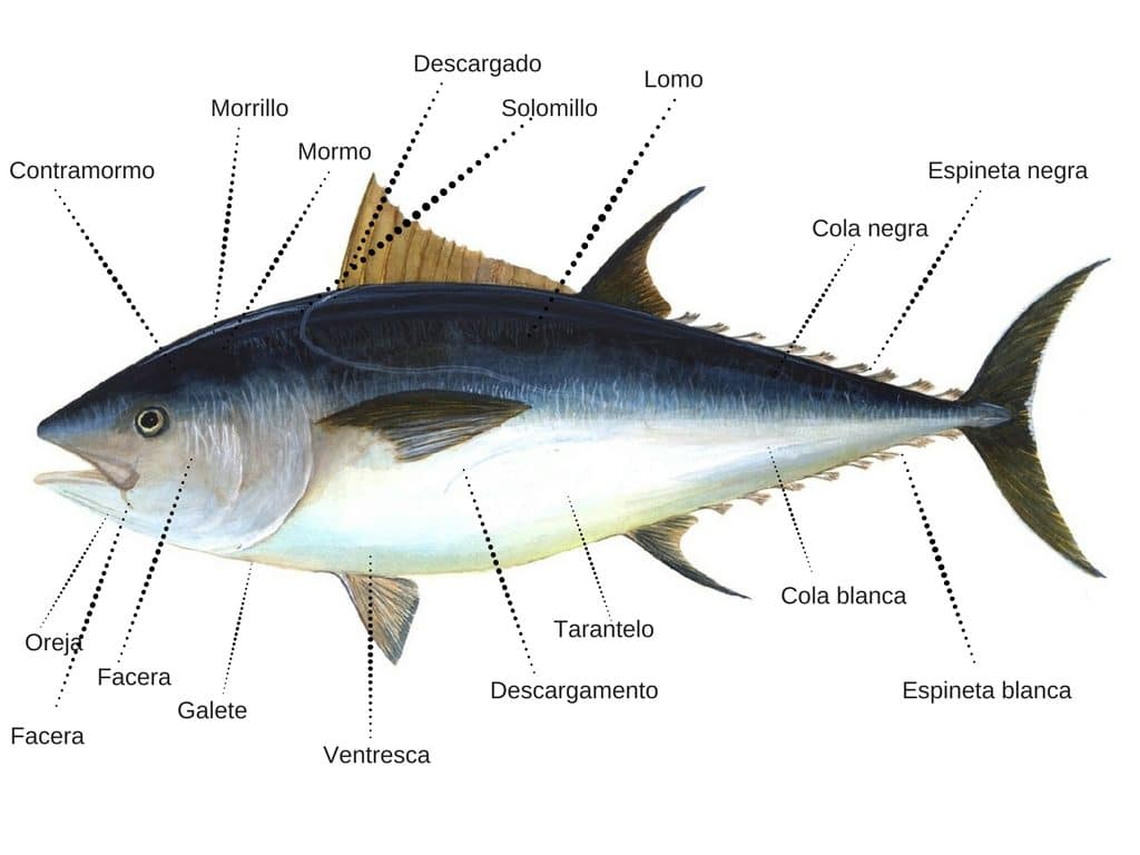 Partes del atún