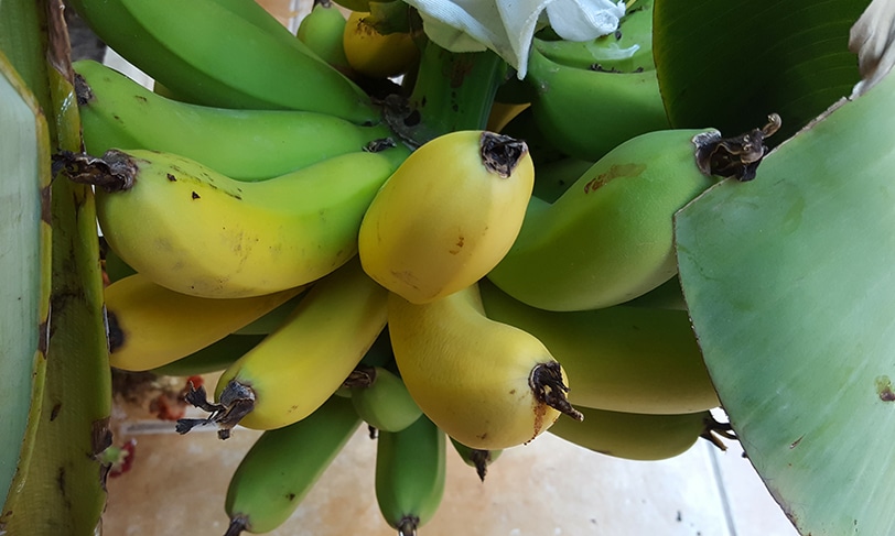 Fruta y verdura para dejar de fumar