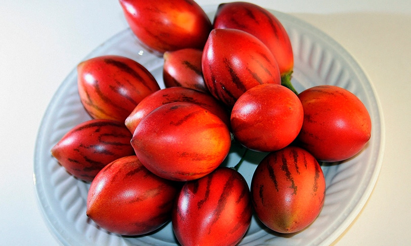 Tomate de árbol