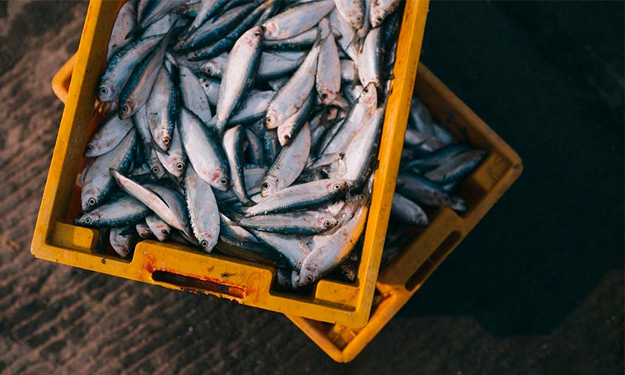 boquerones frescos