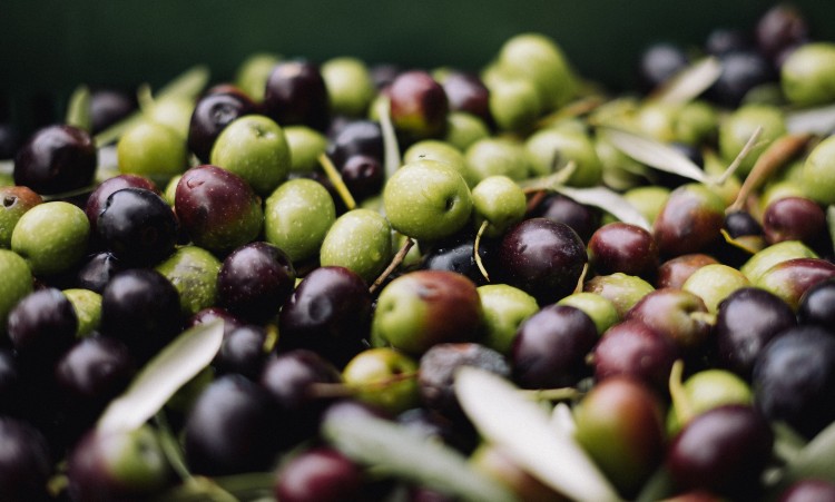 Conoce cuántos kilos de aceitunas se necesitan para obtener un delicioso litro de aceite de oliva y los factores clave para un rendimiento óptimo