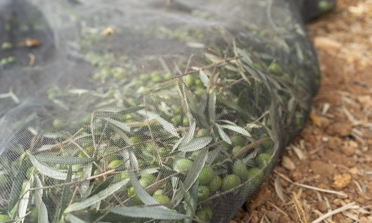 mallas en el suelo para recoger aceitunas