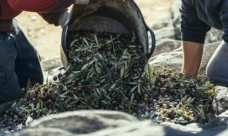 momento de recogida de aceitunas