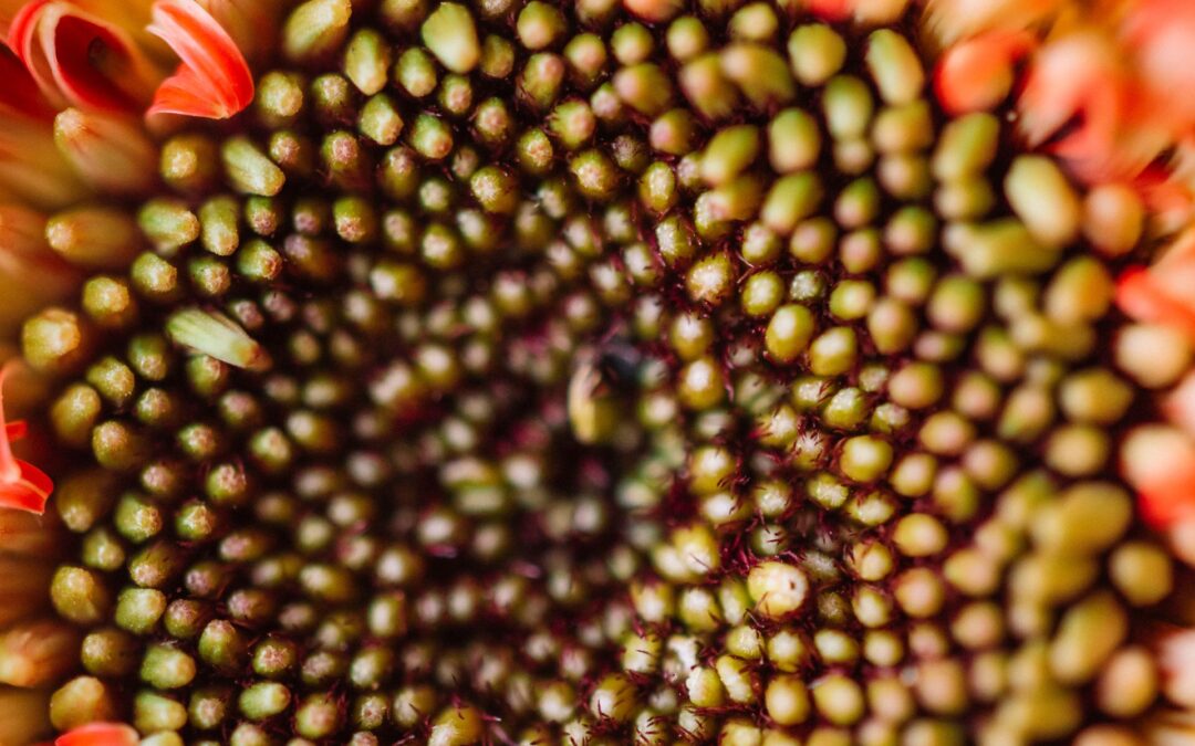Alpechín: what it is, where it comes from and what it is used for