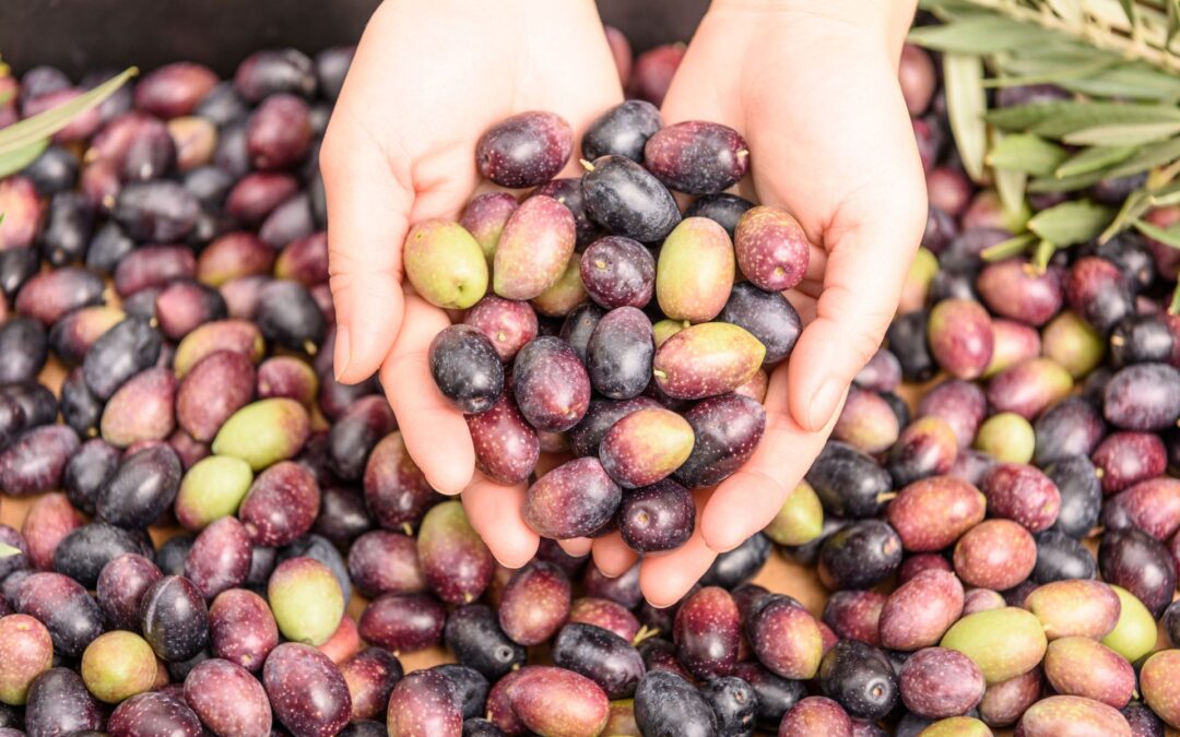 What is olive veraison?