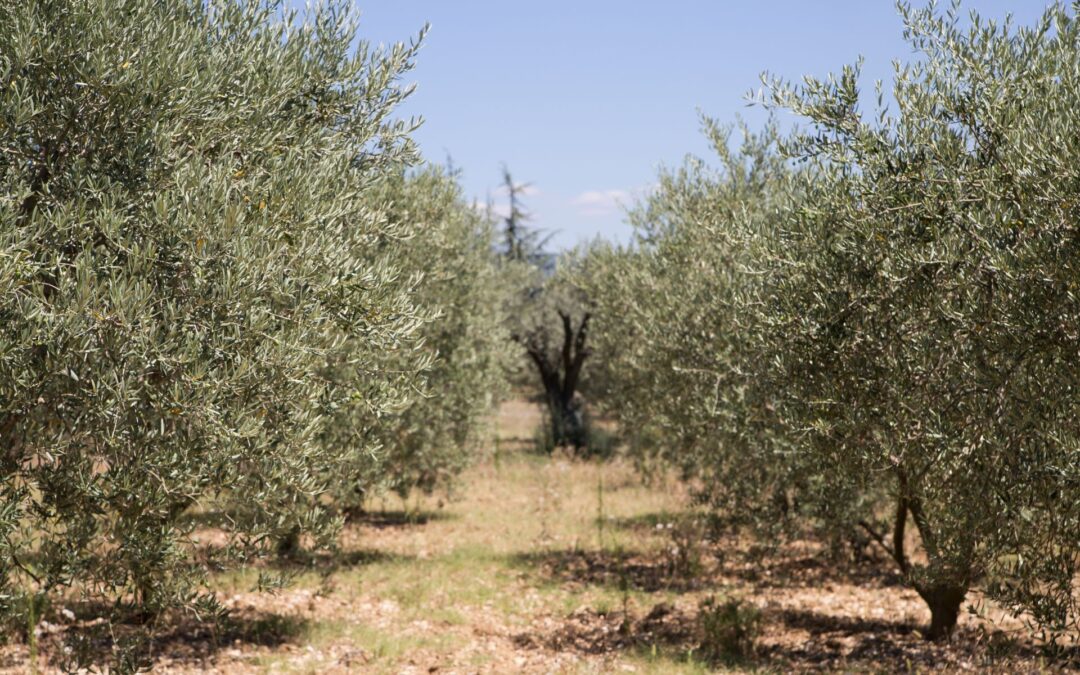 Types of olive cultivation: from traditional to super-intensive